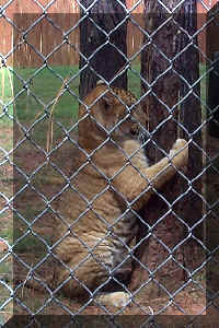Wild Safari009c.jpg (98112 bytes)