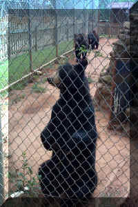 Wild Safari014.jpg (1022952 bytes)