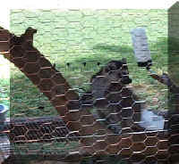 Wild Safari018c.jpg (91347 bytes)