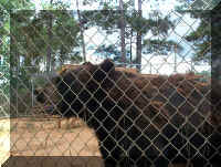 Wild Safari021.jpg (901769 bytes)