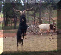 Wild Safari026c.jpg (76994 bytes)