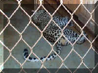 Wild Safari032c.jpg (87195 bytes)