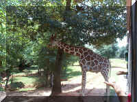 Wild Safari034.jpg (1043114 bytes)