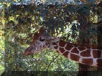 Wild Safari036c.jpg (130674 bytes)