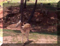 Wild Safari040c.jpg (36759 bytes)