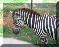 Wild Safari054.jpg (766821 bytes)