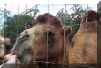 Wild Safari056c.jpg (210836 bytes)