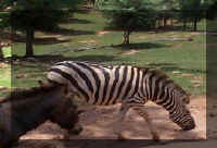 Wild Safari060c.jpg (60184 bytes)