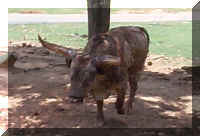 Wild Safari062c.jpg (39566 bytes)
