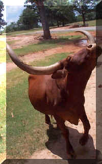 Wild Safari064c.jpg (92838 bytes)