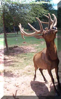Wild Safari069c.jpg (87776 bytes)
