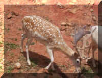 Wild Safari076c.jpg (163855 bytes)