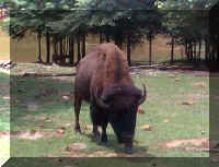 Wild Safari078c.jpg (107556 bytes)
