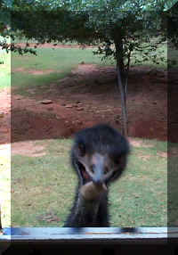 Wild Safari085c.jpg (109349 bytes)