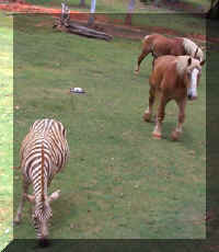 Wild Safari094c.jpg (123351 bytes)
