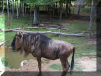Wild Safari098.jpg (708711 bytes)